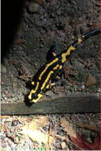 Salamandre tachetée 