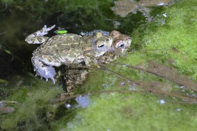 Crapaud calamite 