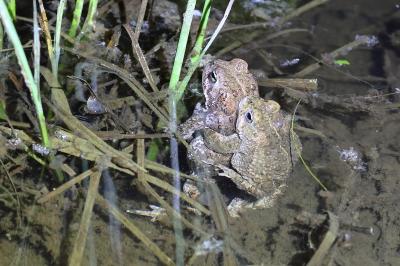 Crapaud calamite 