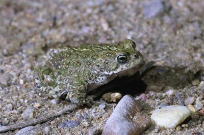 Crapaud calamite 
