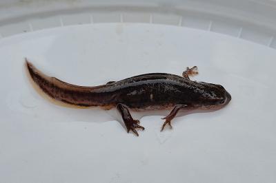 Triton palmé 