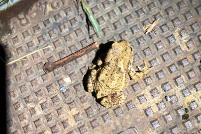 Crapaud commun 