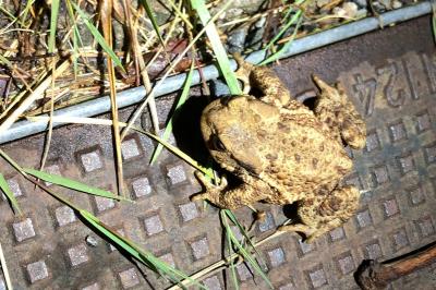 Crapaud commun 