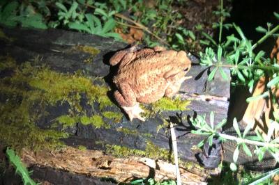 Crapaud commun 