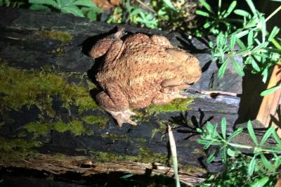 Crapaud commun 