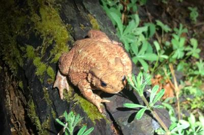 Crapaud commun 