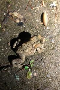 Crapaud commun 