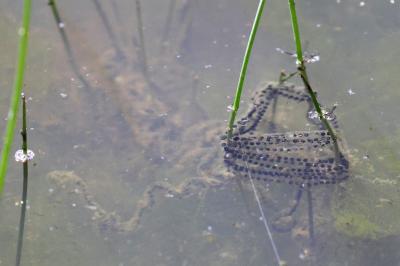 Crapaud calamite 