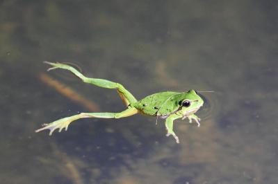Hyla arborea