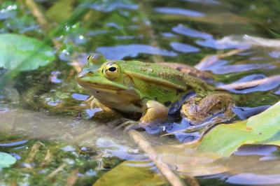 Grenouille de Lessona 