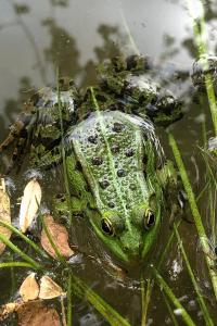 Grenouille verte 
