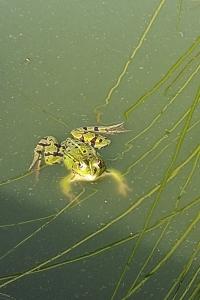 Grenouille verte 