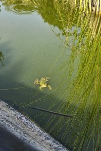 Grenouille verte 