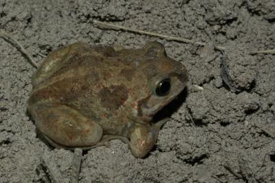 Pelobatidae