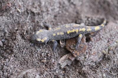 Salamandra salamandra