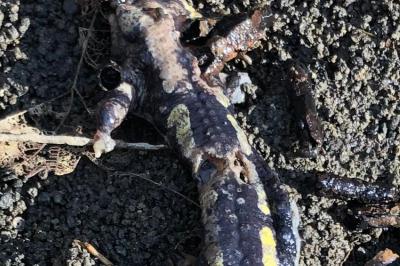 Salamandre tachetée 