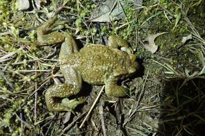 Crapaud