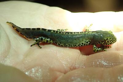Triton alpestre 