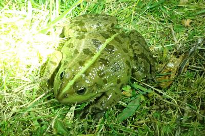 Grenouille rieuse 