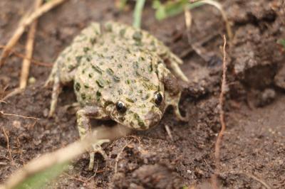 Pelodytidae