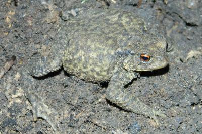 Crapaud épineux 