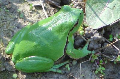 Rainette verte 