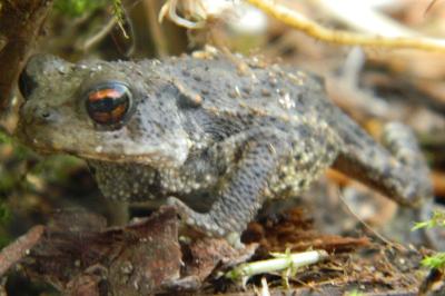 Crapaud commun 