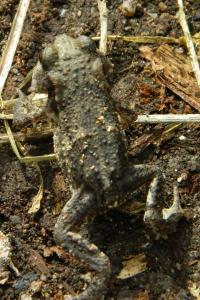 Crapaud commun 