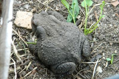 Crapaud épineux 