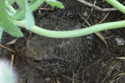Crapaud