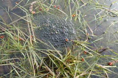 Grenouille agile 