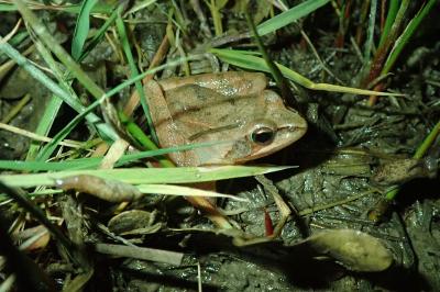 Grenouille agile 