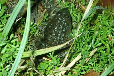 Grenouille rieuse 