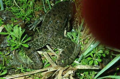 Grenouille rieuse 