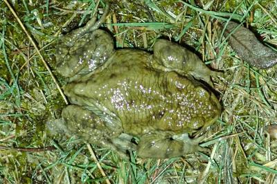 Crapaud commun 