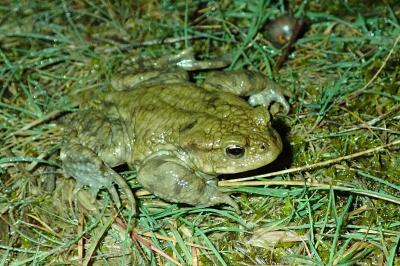 Bufonidae