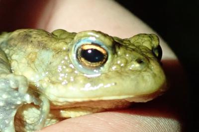 Crapaud commun 