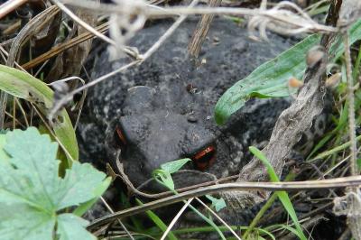 Crapaud épineux 