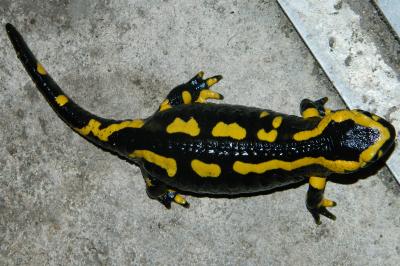 Salamandre tachetée 