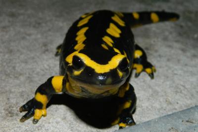 Salamandre tachetée 