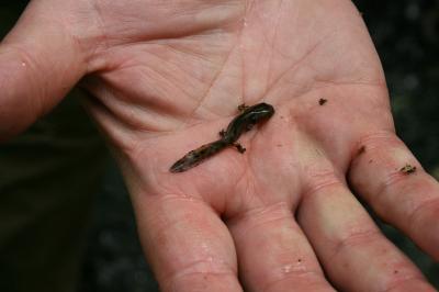 Salamandre tachetée 