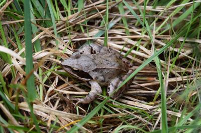 Grenouille agile 