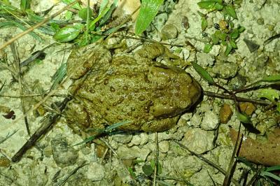 Crapaud