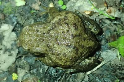 Crapaud