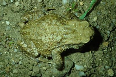 Crapaud