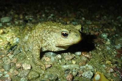 Crapaud