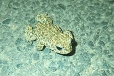 Crapaud calamite 