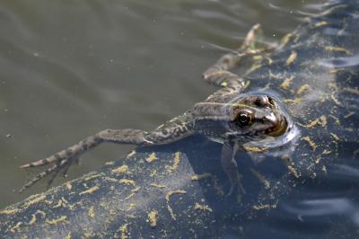 Grenouille verte 