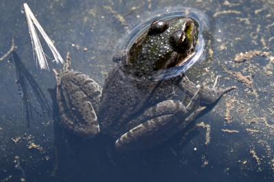 Grenouille verte 