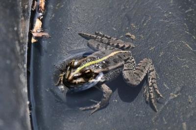 Grenouille verte 
